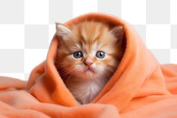PNG Blanket mammal kitten animal. AI generated Image by rawpixel.