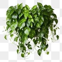 PNG Plant leaf ivy freshness