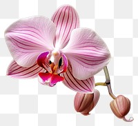 PNG Orchid flower petal plant transparent background