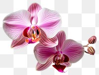 PNG Orchid flower petal plant transparent background