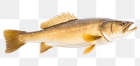 PNG Animal fish white background freshness. 