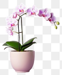 PNG Flower orchid plant inflorescence transparent background