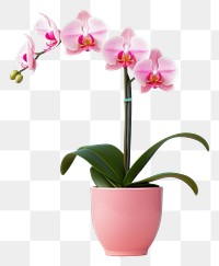 PNG Flower orchid plant inflorescence transparent background