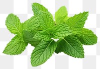 PNG Peppermint tea plant herbs leaf. 