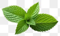 PNG Peppermint leaf plant herbs spearmint. 