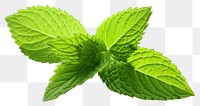 PNG Peppermint leaf plant herbs spearmint. 