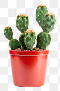 PNG Cactus plant houseplant prickly pear cactus. 