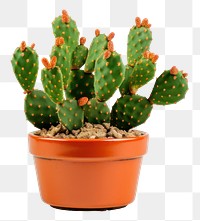 PNG Cactus plant houseplant prickly pear cactus. 