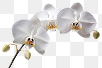 PNG Orchid flower plant transparent background
