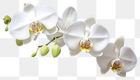 PNG Orchid flower plant transparent background