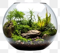 PNG Transparent aquarium plant houseplant. 