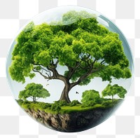 PNG Tree outdoors bonsai nature. AI generated Image by rawpixel.