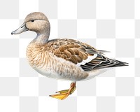 PNG Animal goose bird duck. AI generated Image by rawpixel.