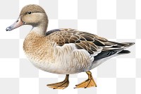 PNG Animal goose bird duck. AI generated Image by rawpixel.