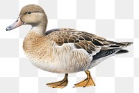 PNG Animal goose bird duck. 