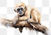PNG Wildlife animal monkey mammal. AI generated Image by rawpixel.