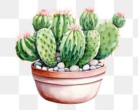 PNG Cactus plant creativity houseplant. AI generated Image by rawpixel.