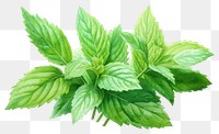 PNG Peppermint leaf plant herbs spearmint. 