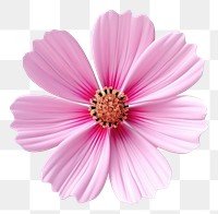 PNG Blossom flower cosmos petal. AI generated Image by rawpixel.