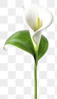 PNG Flower plant white inflorescence. AI generated Image by rawpixel.