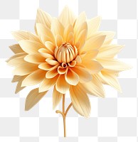 PNG Flower dahlia plant inflorescence. 