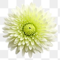 PNG Chrysanths flower dahlia petal. 