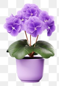 PNG Flower purple violet plant. AI generated Image by rawpixel.