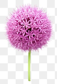 PNG Flower allium plant transparent background. 