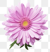 PNG Flower blossom petal daisy. 