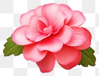 PNG Flower petal plant transparent background. AI generated Image by rawpixel.