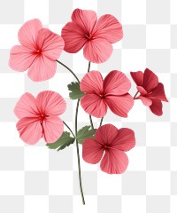 PNG Geranium flower petal plant. 