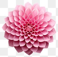 PNG Dahlia flower plant transparent background. AI generated Image by rawpixel.