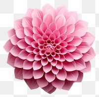 PNG Dahlia flower plant transparent background. 