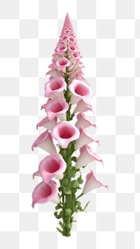 PNG Flower foxglove plant petal. AI generated Image by rawpixel.