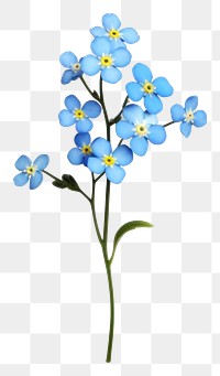 PNG Flower plant petal transparent background. AI generated Image by rawpixel.
