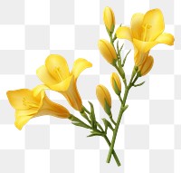 PNG Flower petal plant transparent background. AI generated Image by rawpixel.