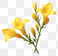 PNG Flower petal plant transparent background.