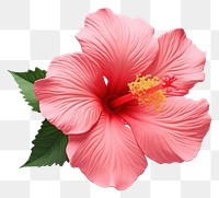 PNG Hibiscus blossom flower petal. 