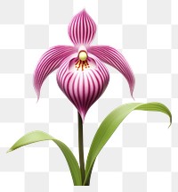 PNG Flower orchid plant inflorescence. AI generated Image by rawpixel.
