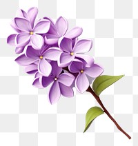 PNG Flower lilac plant transparent background. AI generated Image by rawpixel.