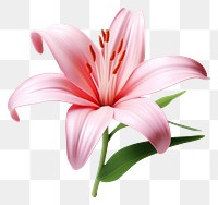 PNG Lily blossom flower plant. AI generated Image by rawpixel.