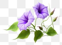 PNG Flower purple plant leaf. AI generated Image by rawpixel.