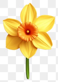 PNG Flower narcissus plant transparent background. 