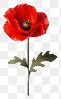 PNG Poppy flower plant rose. 