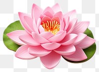 PNG Flower lily petal plant. AI generated Image by rawpixel.
