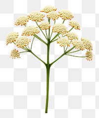 PNG Flower yarrow plant transparent background. AI generated Image by rawpixel.