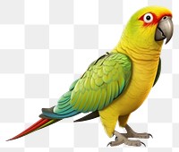 PNG Parrot animal bird  