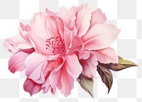 PNG Flower blossom dahlia petal