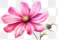 PNG  Blossom flower dahlia petal