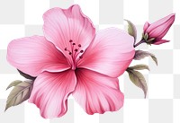 PNG Flower hibiscus blossom petal. 